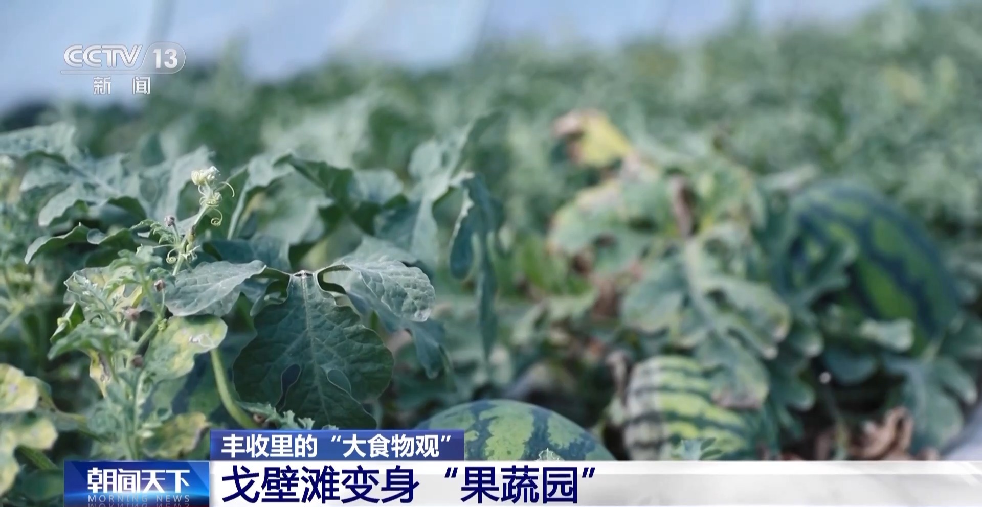 麻豆社
