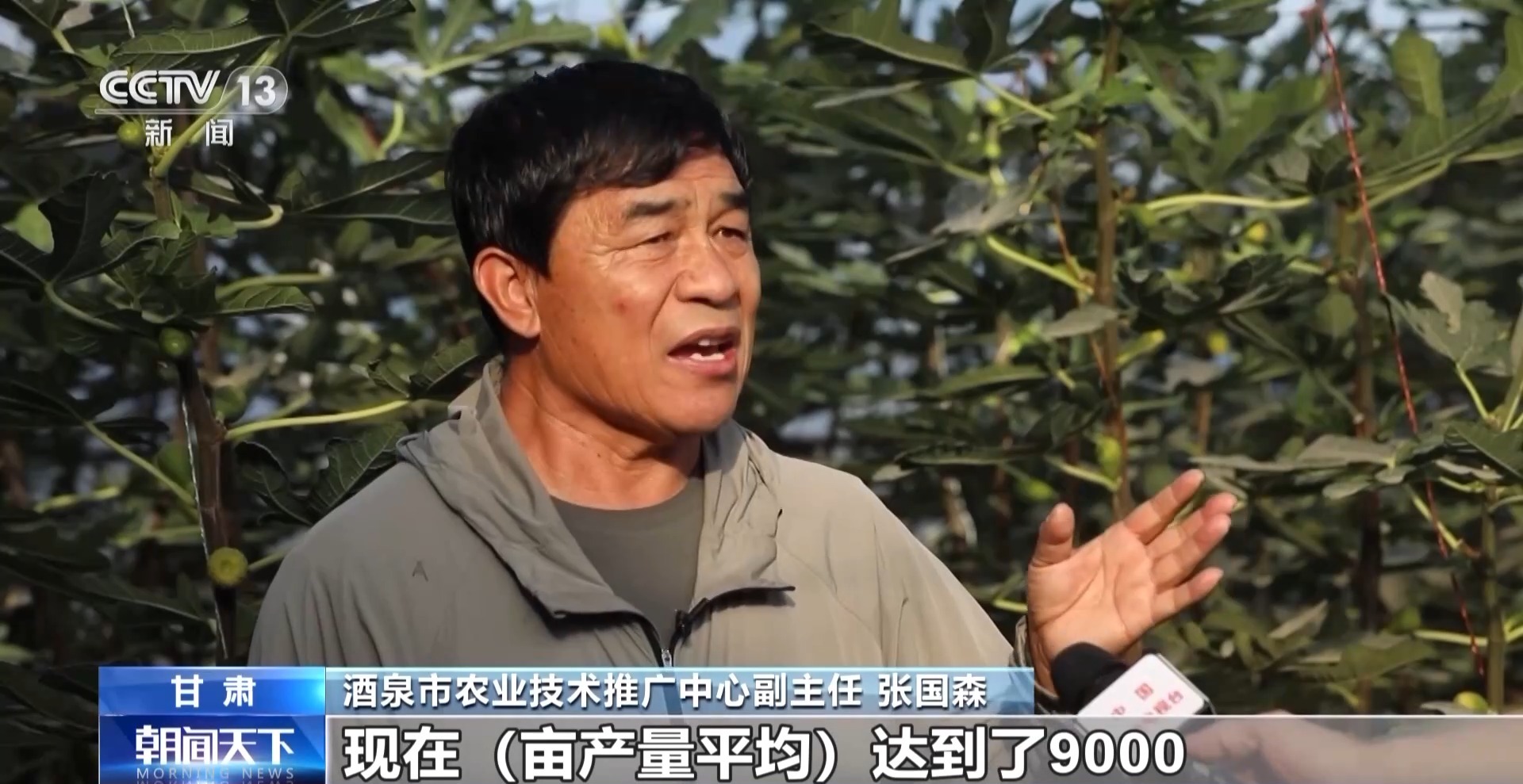 麻豆社