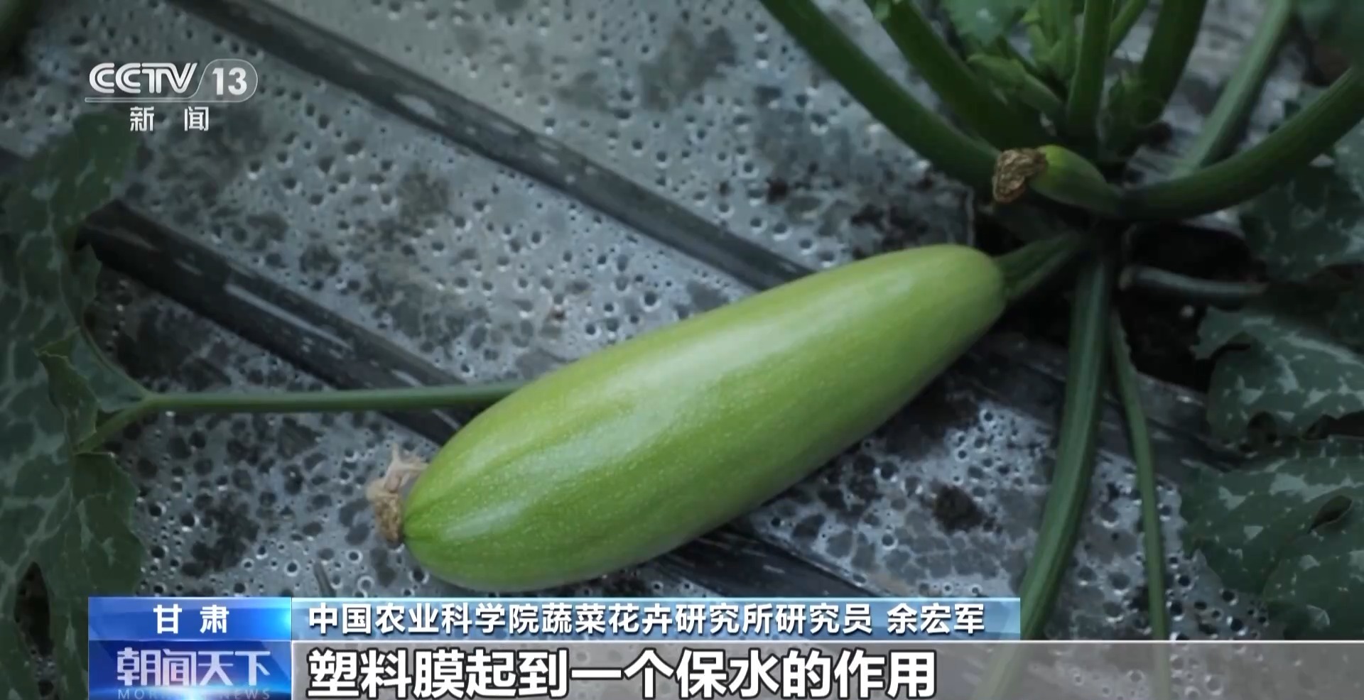 麻豆社