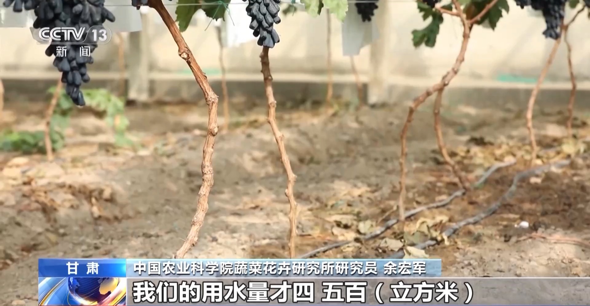 麻豆社
