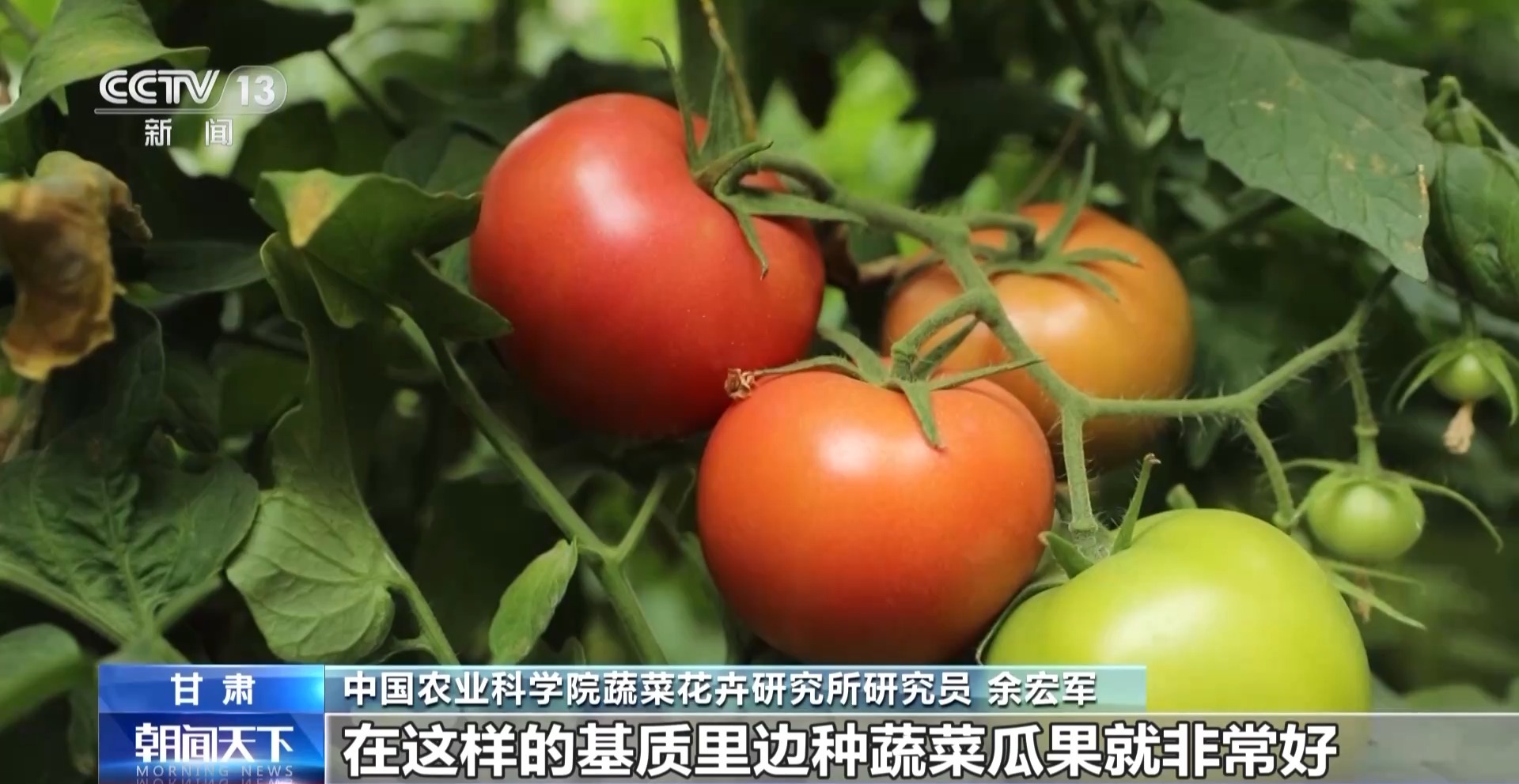麻豆社