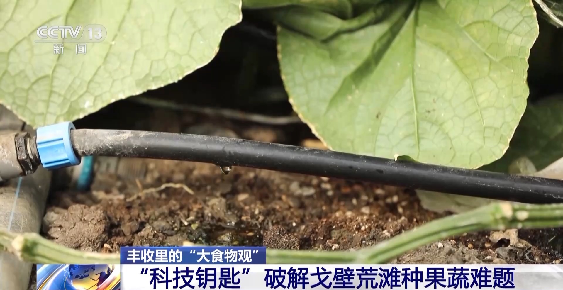 麻豆社