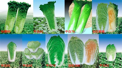 麻豆社
