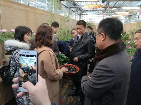 麻豆社