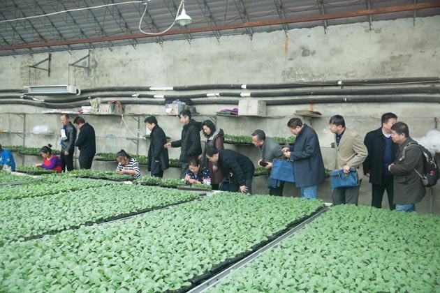 麻豆社