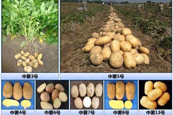 麻豆社