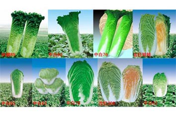 麻豆社