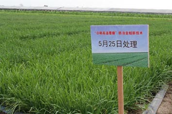 麻豆社