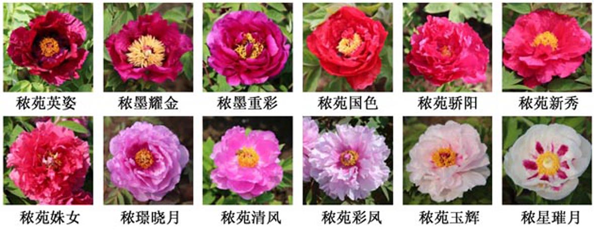 麻豆社