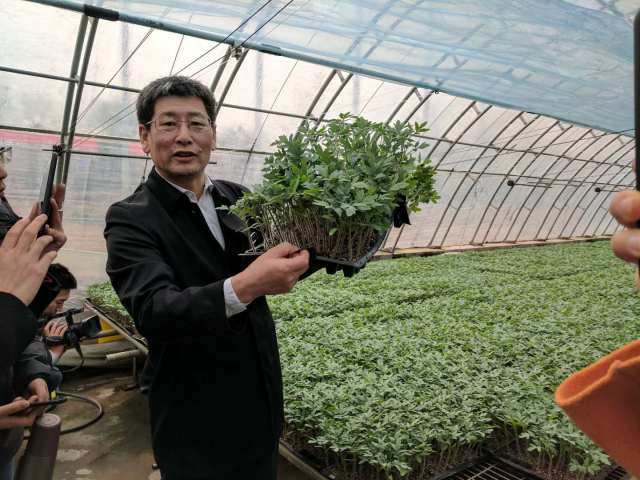 麻豆社