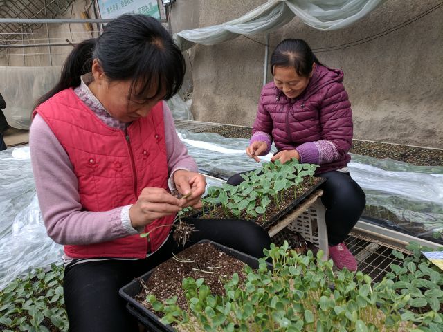 麻豆社