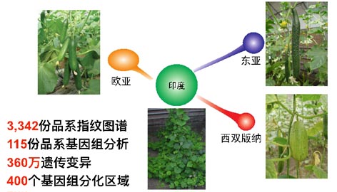 麻豆社