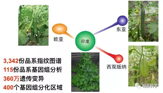 麻豆社