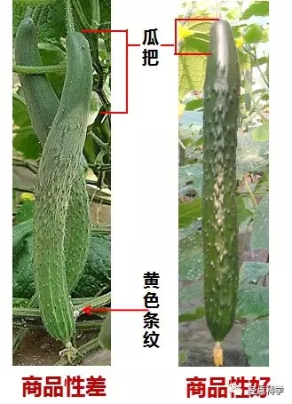 麻豆社
