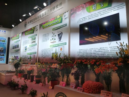 麻豆社
