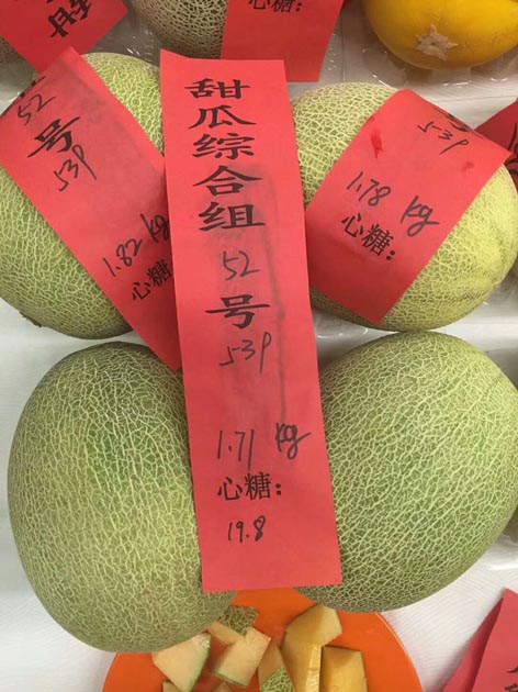 麻豆社