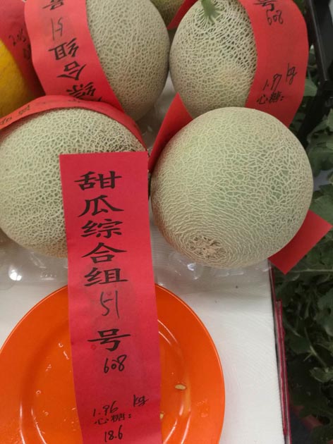 麻豆社