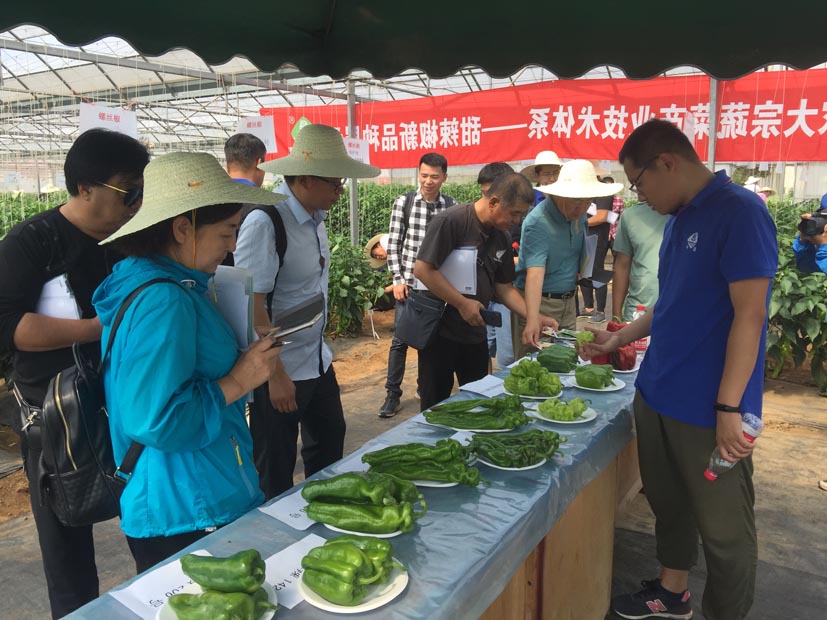 麻豆社
