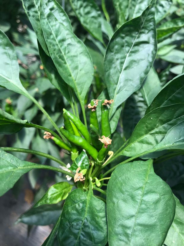 麻豆社