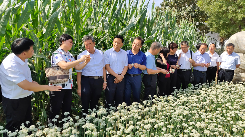 麻豆社