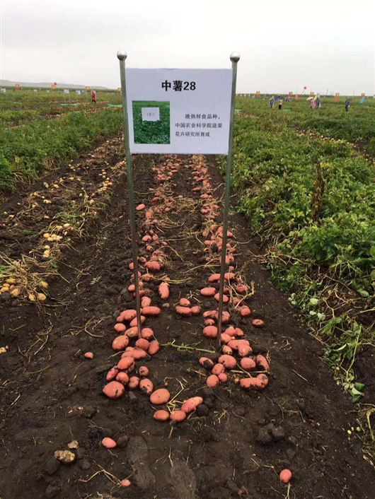 麻豆社