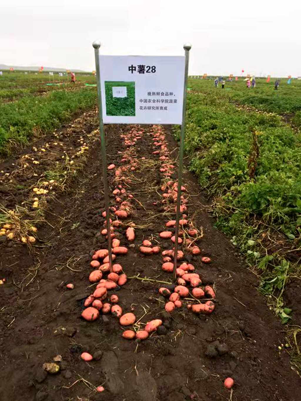 麻豆社