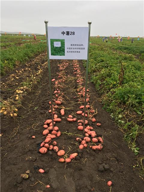 麻豆社