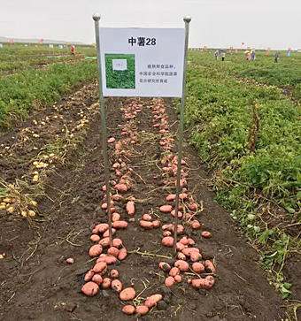 麻豆社