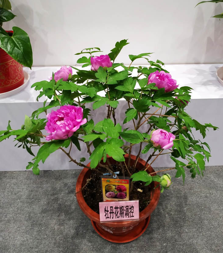 麻豆社