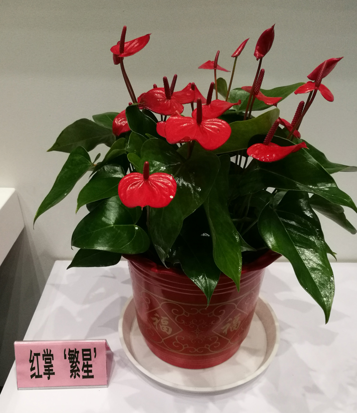 麻豆社