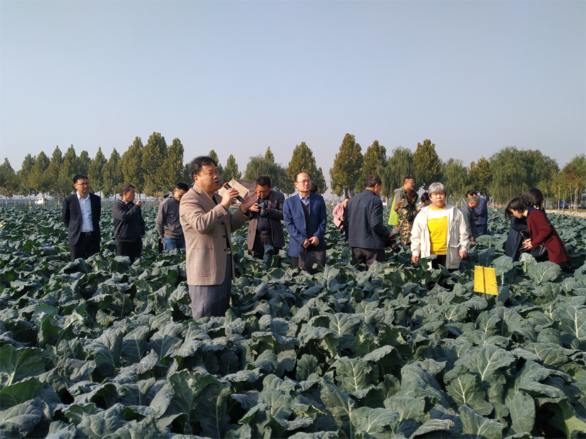 麻豆社