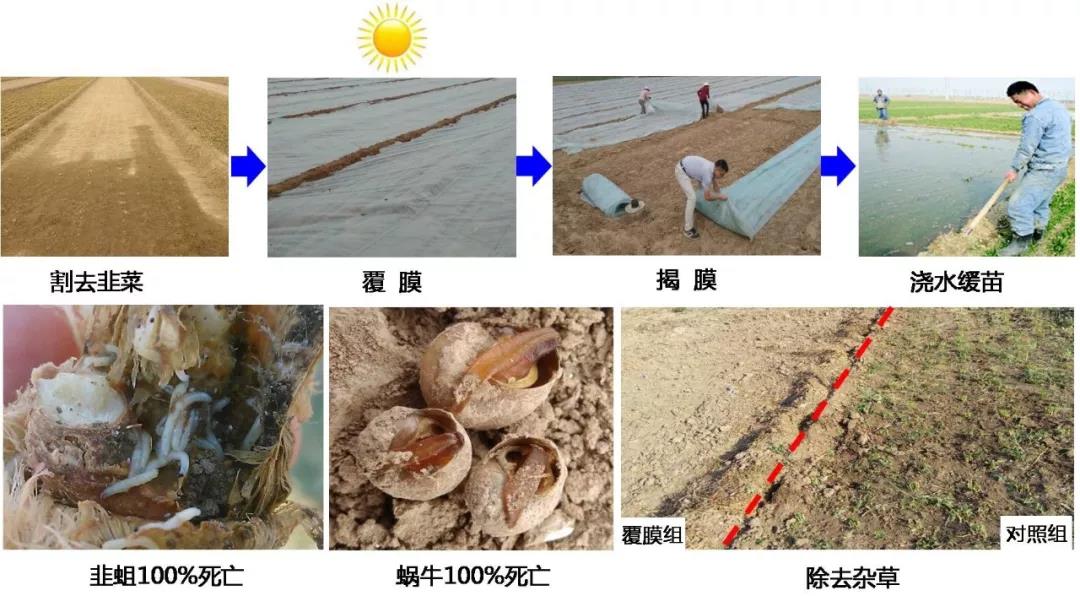 麻豆社