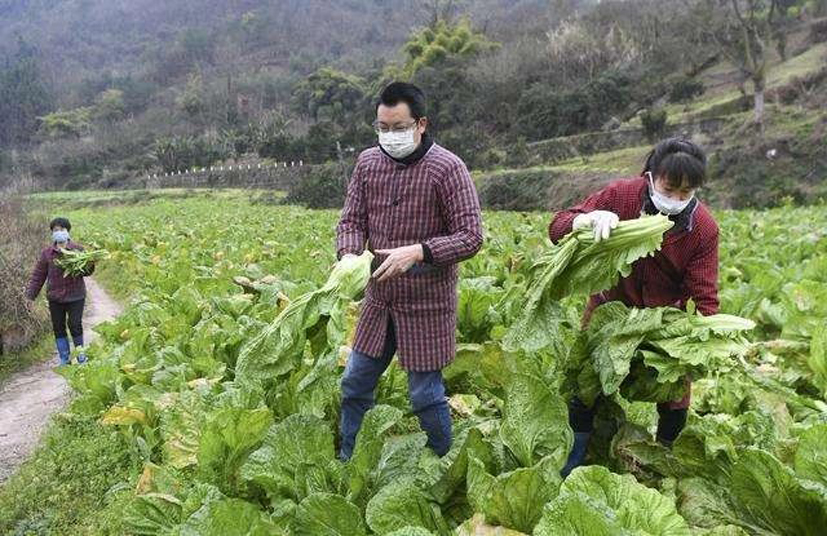 麻豆社