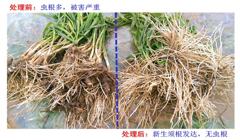 麻豆社