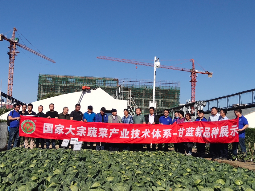 麻豆社