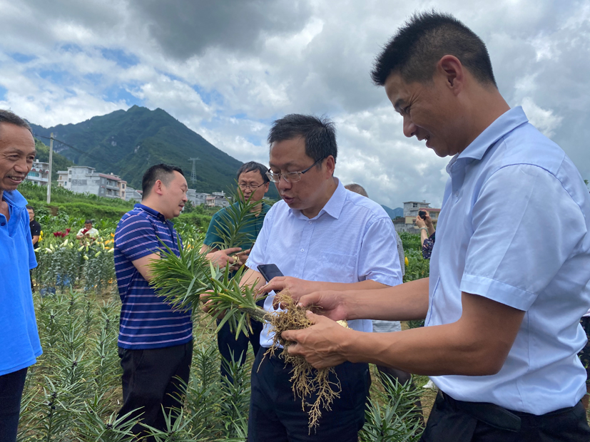 麻豆社