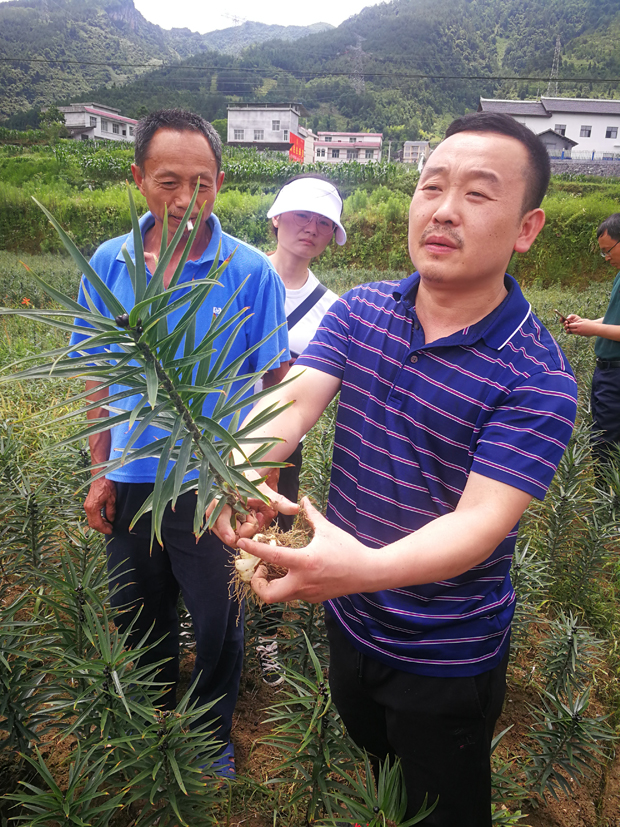 麻豆社