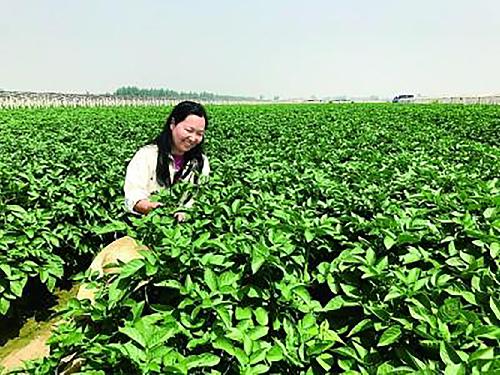麻豆社