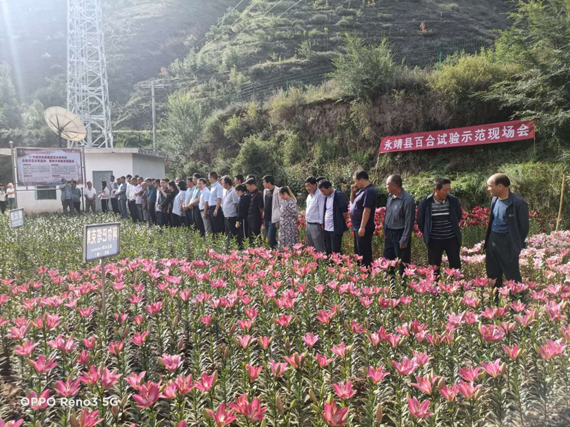 麻豆社