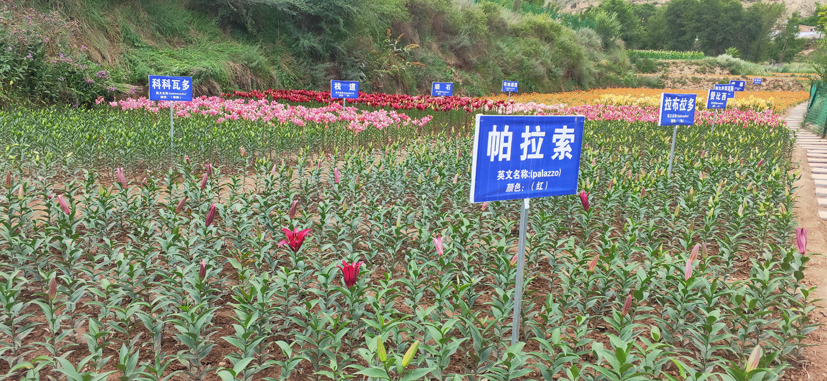 麻豆社