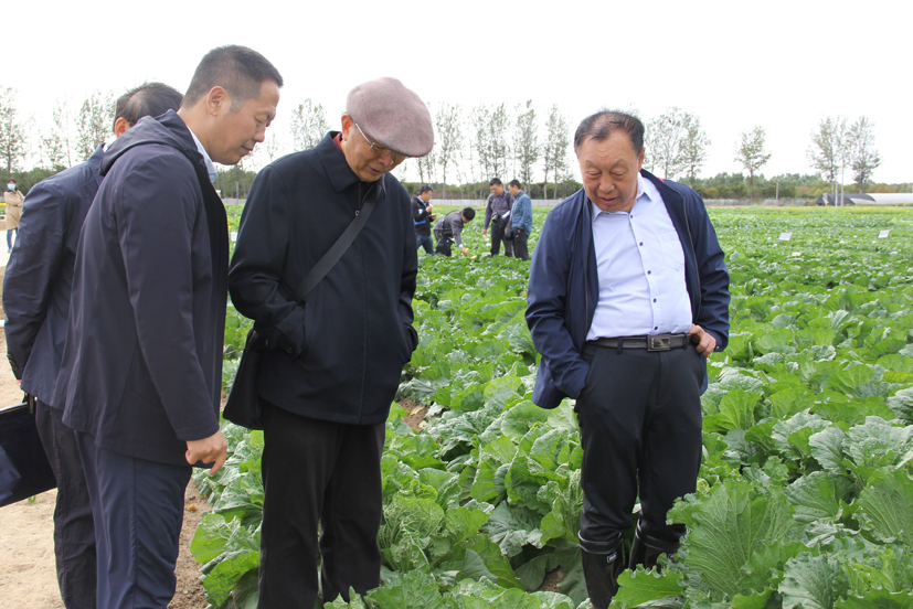 麻豆社