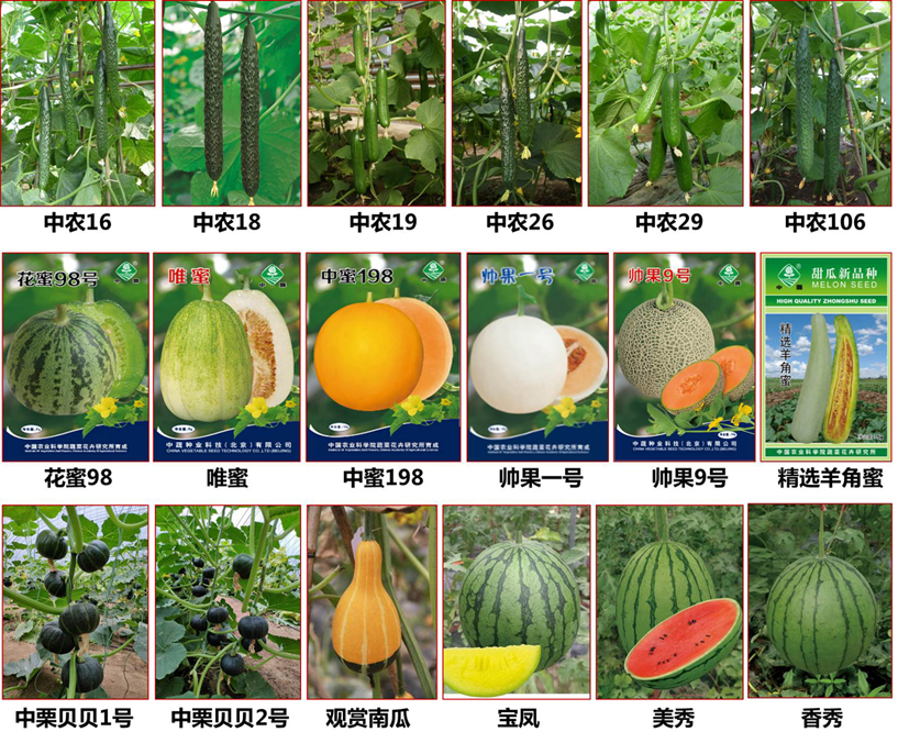 麻豆社
