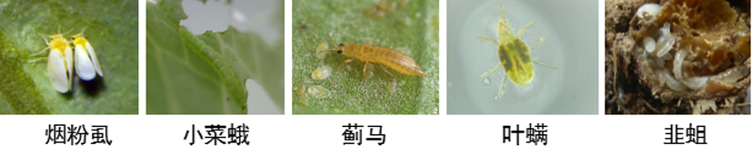 麻豆社