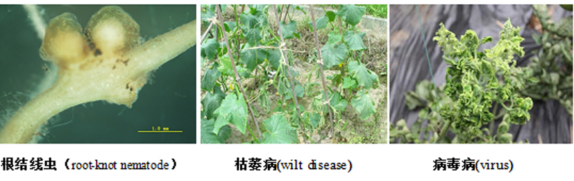 麻豆社