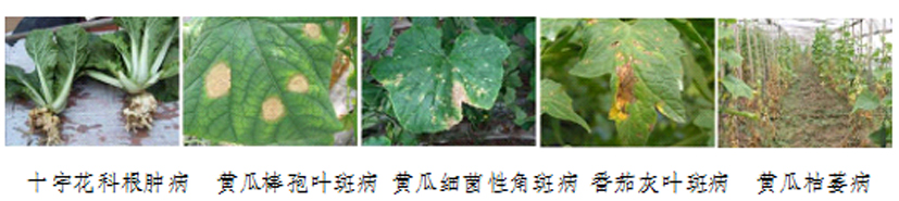 麻豆社