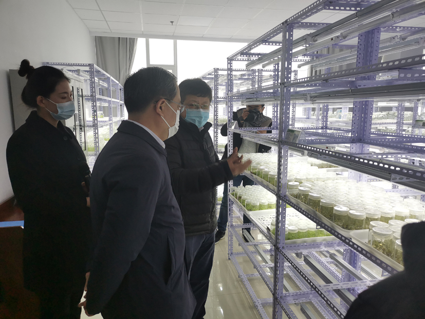 麻豆社