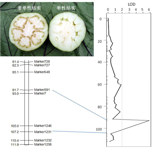 麻豆社