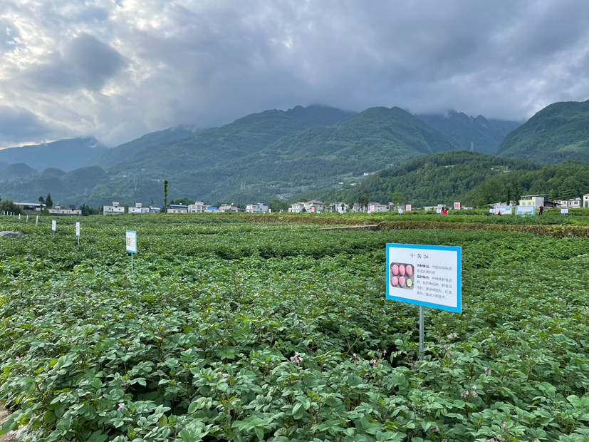 麻豆社