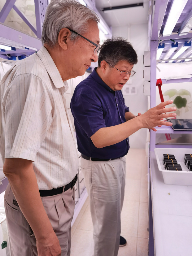 麻豆社