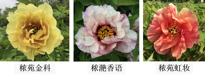 麻豆社